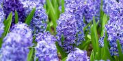 Springtime